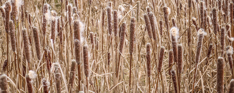 蒲棒是什么植物（叫什么蒲的植物）