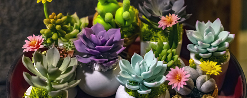 多肉繁殖方法 多肉繁殖方法?