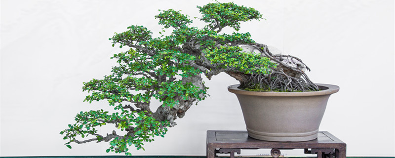 赤楠怎么养殖方法 小叶赤楠如何养殖