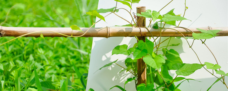 心叶藤的养殖方法和注意事项（青叶藤的养殖方法和注意事项）