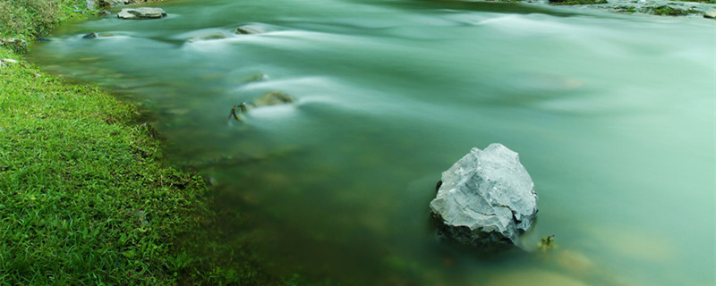 金鱼藻有种子吗 金鱼藻种子发芽照片