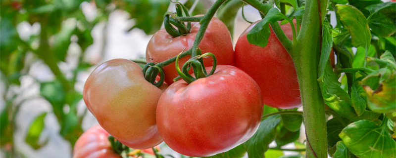 西红柿开花后就黄掉怎么办(西红柿开花为什么都黄了掉了)