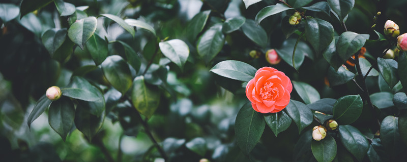 茶花掉叶子的补救方法（夏季茶花掉叶子的补救方法）