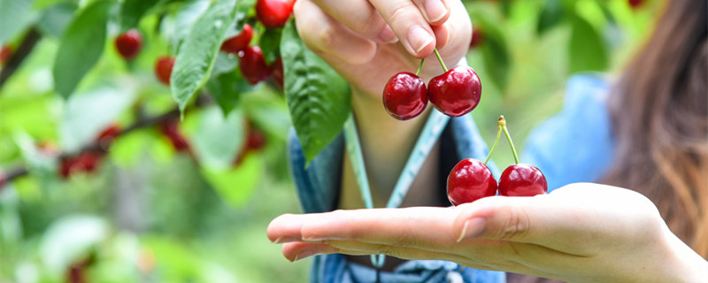 樱桃的品种（樱桃的品种图片大全）