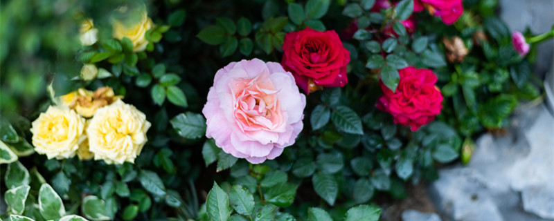 月季有果实吗 月季的果实能种植吗