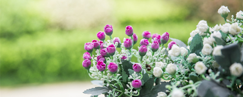 室外花卉有哪些（耐阴耐寒的室外花卉有哪些）