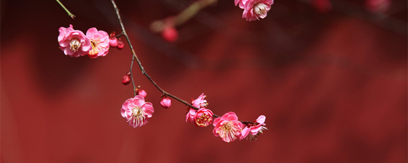 梅花夏天怎么养（骨里红梅花夏天怎么养）