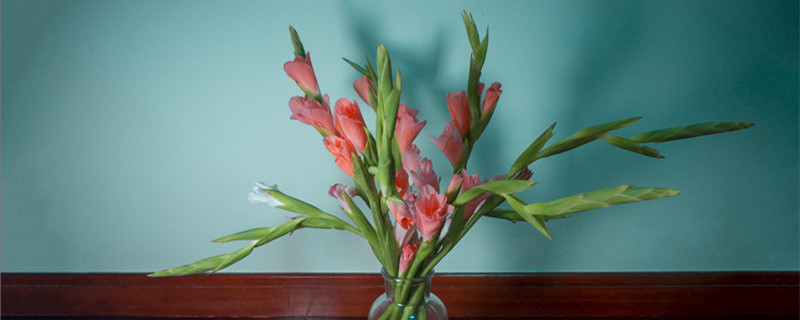 剑兰种球种植方法和时间 剑兰球根什么时候种植