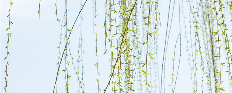 柳树上结的小球是什么（柳树叶上的小绿球是什么）