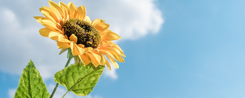 向日葵代表什么含义 风水向日葵代表什么含义