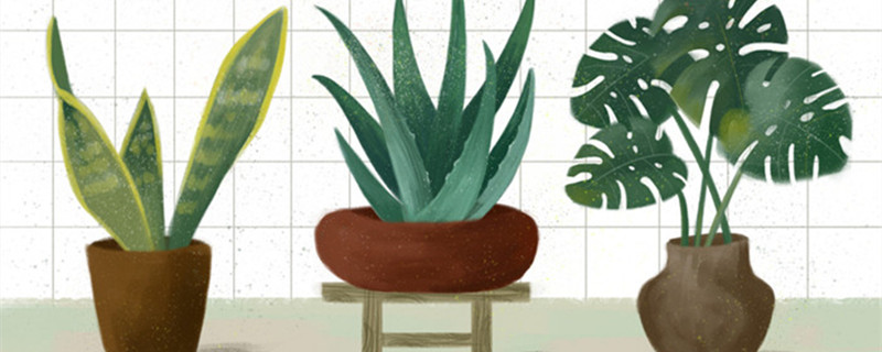 小虎皮兰的养殖方法和注意事项（小型虎皮兰的养殖方法和注意事项）