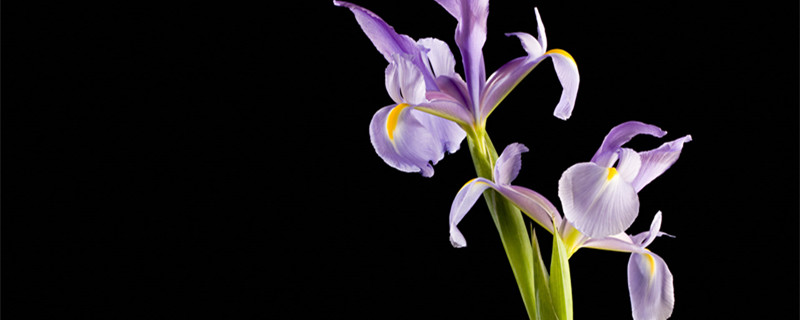 鸢尾花的花语 鸢尾花的花语文案