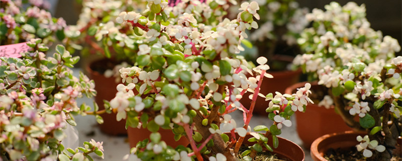 金枝玉叶的寓意是什么 玉石金枝玉叶的寓意是什么