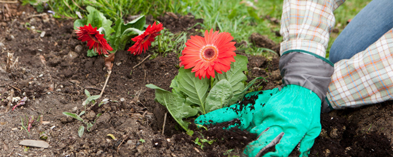 长生花的花语及寓意 长生花寓意着什么