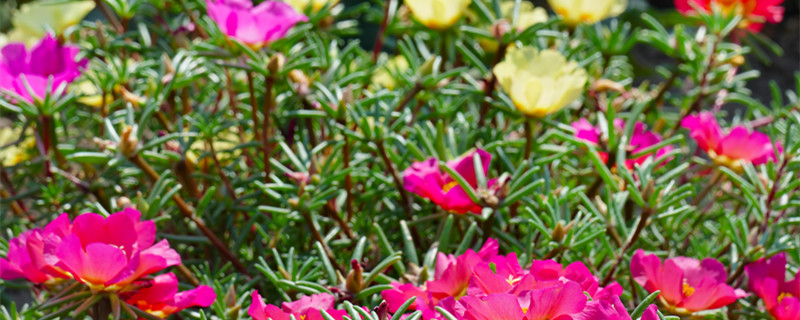 露薇花夏季怎样养护 露薇花夏天怎么养