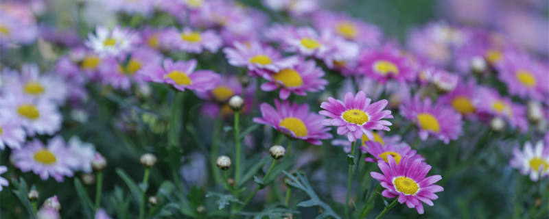 荷兰菊是宿根花卉吗（荷兰菊是多年生植物吗）