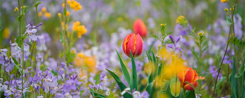 木百合花语（木百合花语是什么）