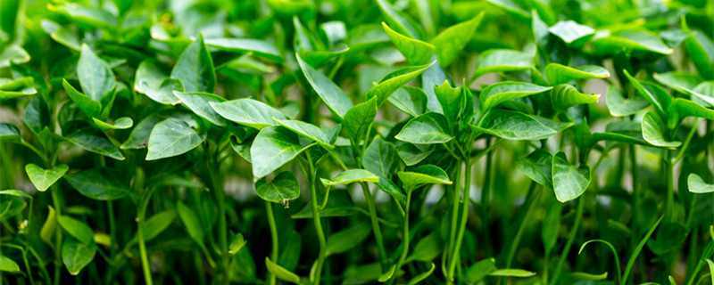 辣椒苗移栽注意什么（辣椒苗能移栽吗?）