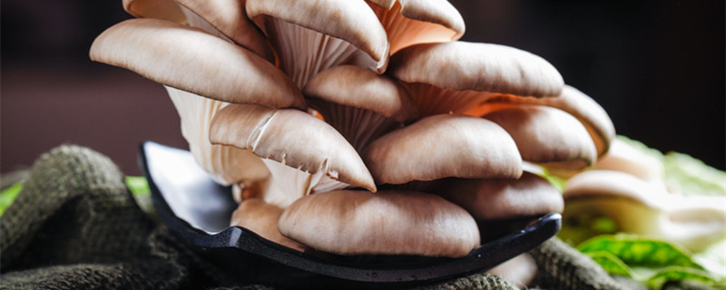 平菇在室内的种植方法（平菇室内栽培）