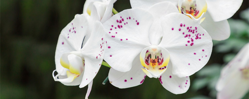 松树皮种植的蝴蝶兰正确浇水（蝴蝶兰松树皮的养殖方法和注意事项）