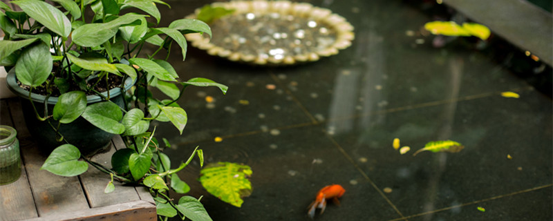 金鱼藻是什么植物（金鱼藻是什么植物裸子还是被子）