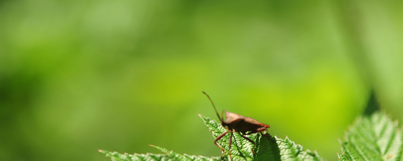 快速除花土小黑飞虫（快速除花土小黑飞虫视频）