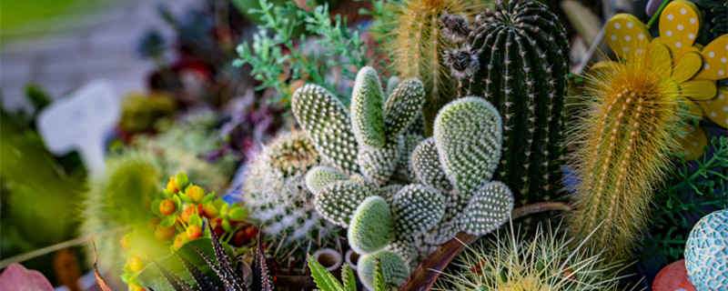 仙人掌的养殖方法（仙人掌的养殖方法和注意事项）