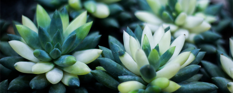 千佛手养殖方法和注意事项(仙人掌千佛手养殖方法和注意事项)