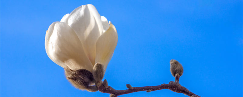 缅桂花的寓意和象征 缅桂花象征着什么