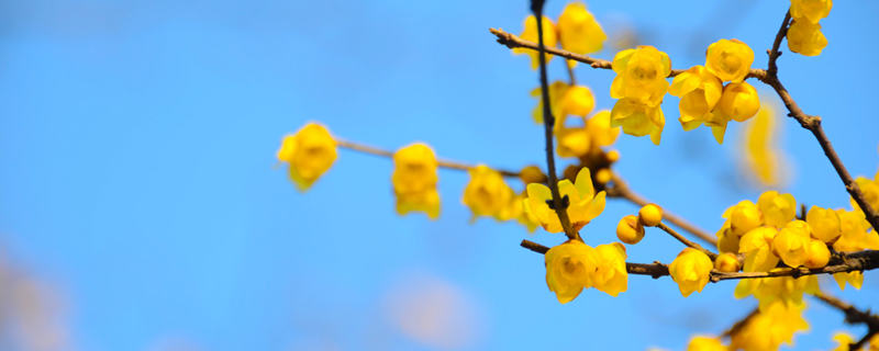 腊梅花开在什么季节开放 腊梅花是什么时候开的