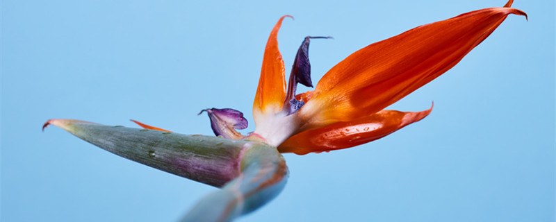 天堂鸟夏天多久浇水一次合适（天堂鸟夏天多长时间浇一次水）