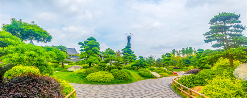 罗汉松夏天怎么养（罗汉松夏天怎么养护）
