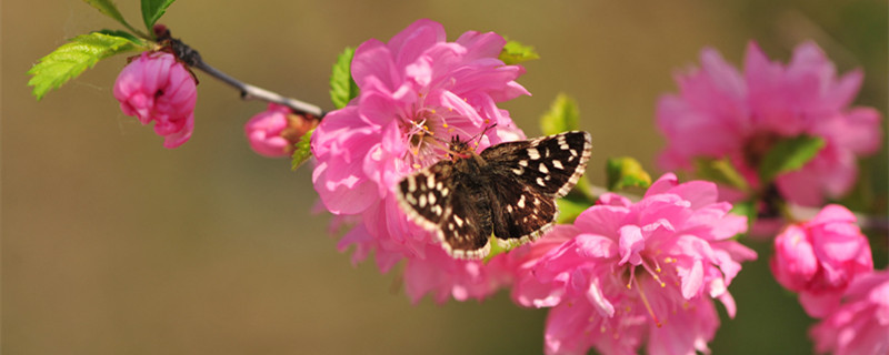 榆叶梅的果实能吃吗 榆叶梅果实有何用途