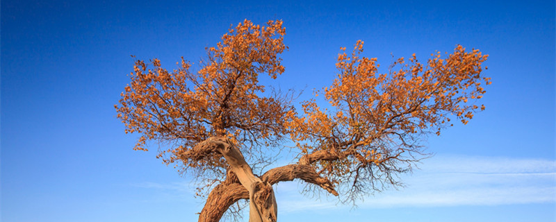 胡杨和樟子松的区别（胡杨为什么比樟子松贵）