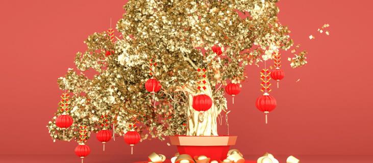 招财树的养殖方法 发财树养殖方法