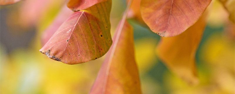 黄栌的盆栽养护方法（黄栌栽种方法）