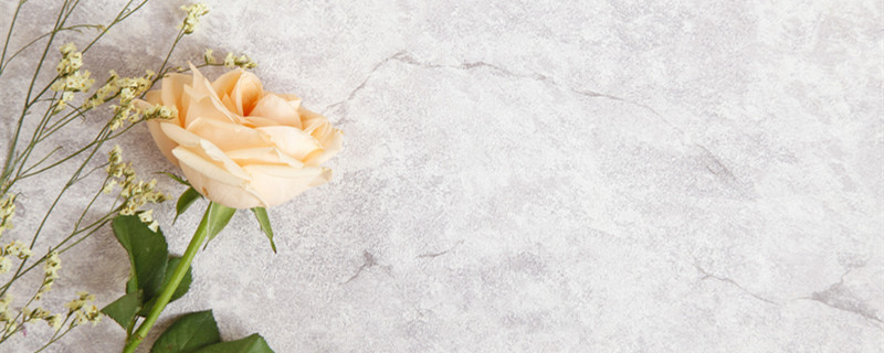 玫瑰长太高了怎么修剪 玫瑰花长高了怎么修剪