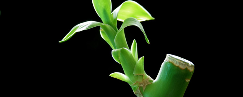 水培富贵竹叶子发黄怎么办(水培富贵竹叶子发黄怎么办可以放点多种维生素吗)