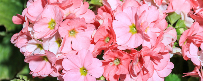 驱蚊竹的养殖方法和注意事项（驱蚊竹的繁殖方法）