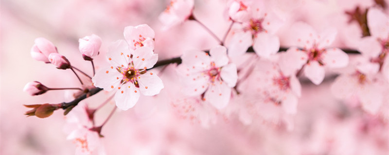 四月份开花的树有哪些（4月份什么树开花）