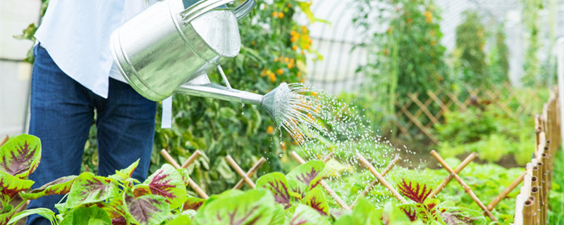 浇花应该早上浇还是晚上浇 浇花是早上浇还是晚上浇