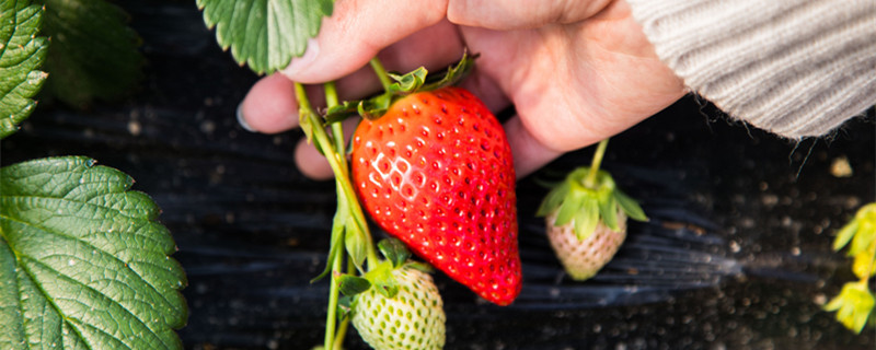 草莓种植技术 草莓种植技术与管理视频