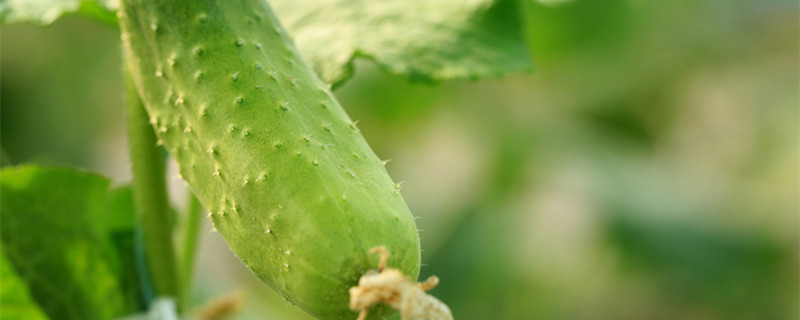 黄瓜种子种植方法步骤 黄瓜种子种植方法步骤视频
