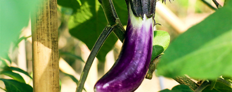 茄子下面的小芽要剪掉吗（茄子侧芽全部打掉吗）