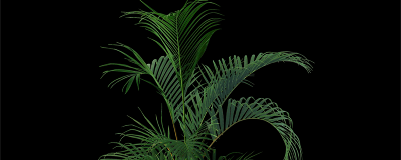 凤尾竹养殖方法和注意事项 凤尾竹养殖方法和注意事项凤尾竹可以喷啤酒吗