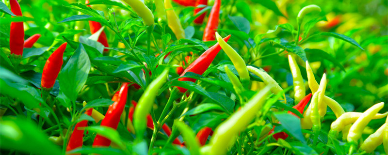 七月份适合种植什么 七月份适合种植什么牧草