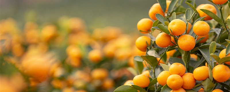 金桔树盆栽的养殖方法和注意事项（金桔树盆栽的养殖方法和注意事项冬天）