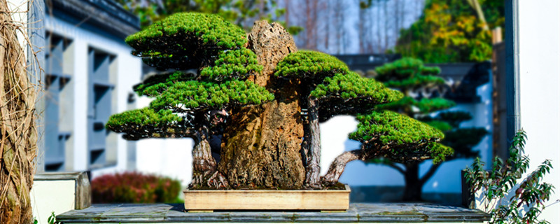 树桩盆景施肥的时间最宜是(盆景树桩怎样施肥)