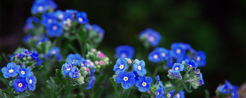 勿忘我的花语 勿忘我的花语是友谊吗