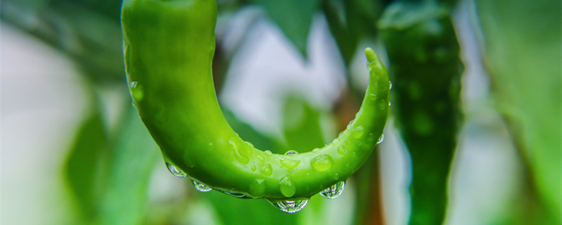 辣椒黄叶是缺什么肥（辣椒缺素黄叶图片）